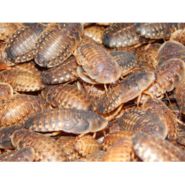 Cucaracha Blaptica Dubia M 10-12 unidades