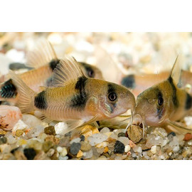 Corydora weitzmani