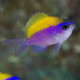 Chromis insolata