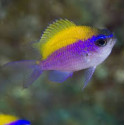 Chromis insolata