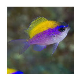 Chromis insolata