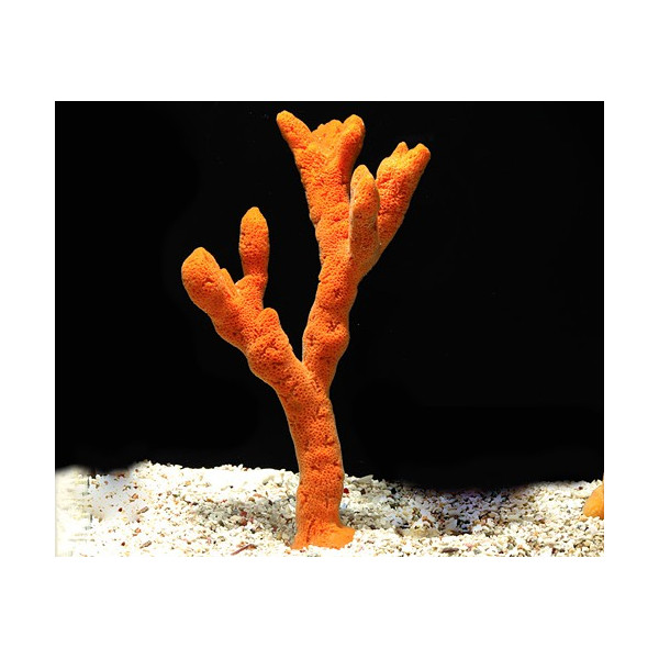 Ptilocaulis sp Orange sponge Tree