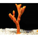 Ptilocaulis sp Orange sponge Tree