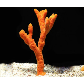 Ptilocaulis sp Orange sponge Tree