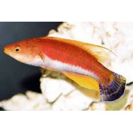 Cirrhilabrus filamentosus