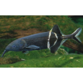 Peix elefant africà Gnathonemus petersii