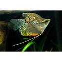 Gourami perla ballon