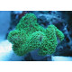 Sarcophyton Green fluor VR