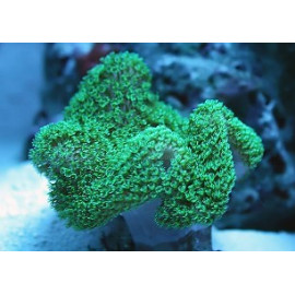 Sarcophyton Green fluor esqueix