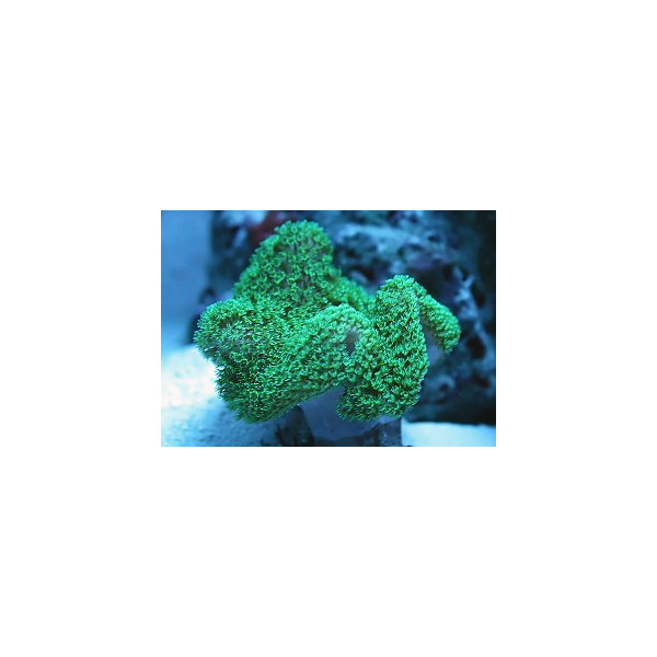 Sarcophyton Green fluor VR