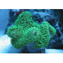 Sarcophyton Green fluor esqueix