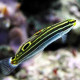 Amblygobius hectori