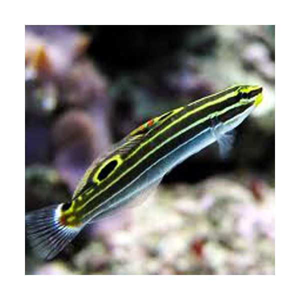 Amblygobius hectori