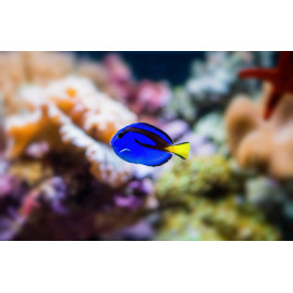 Paracanthurus hepatus tiny