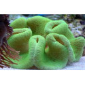 Stichodactyla green fluor XXL