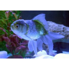 Oranda Blue