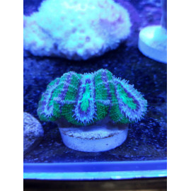 Acanthastrea lordhowensis green Australia CITES: 22NL301502