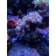 Euphyllia yaemaensis Torch FT