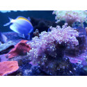 Euphyllia yaemaensis Torch FT 