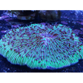 FUNGIA SP PINK EDGE CITES: 17NL243689/11