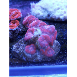 ACANTHASTREA LORDHOWENSIS ESQUEJE CITES: ES-BB-50075/16I/26_AL_37