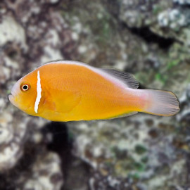 Amphiprion sandaracinos