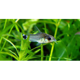 Corydoras hastatus