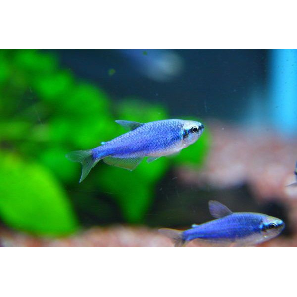 Tetra Emperador Inpaichthys kerri super blue