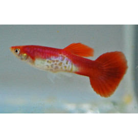 Guppy macho Flamingo red