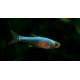 Rasbora axelrodi blue