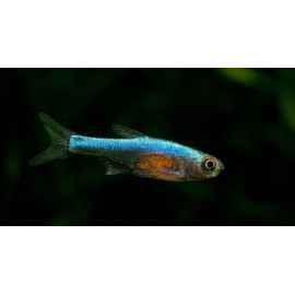 Rasbora axelrodi blue