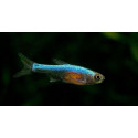 Rasbora axelrodi blue