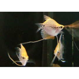 Gourami perla oro ballon