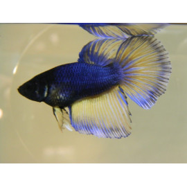 Betta hembra Superdelta betta splendens