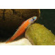 Gobio Rojo Candy Stiphodon sp.