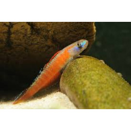 Gobio Rojo Candy Stiphodon sp.