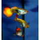 Guppy Macho Flame