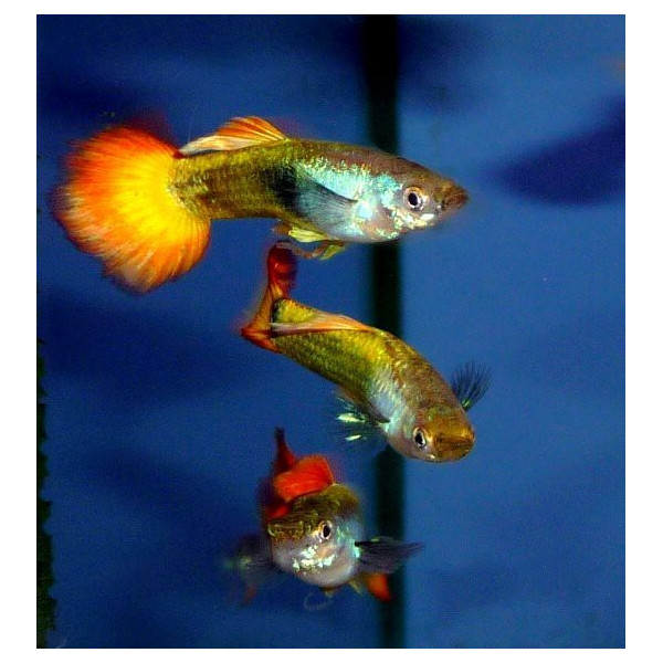 Guppy Macho Flame