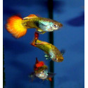Guppy Macho Flame