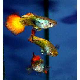Guppy Macho Flame