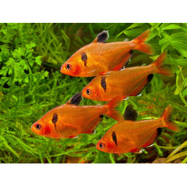 Tetra serpae Hyphessobrycon eques