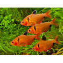 Tetra serpae Hyphessobrycon eques