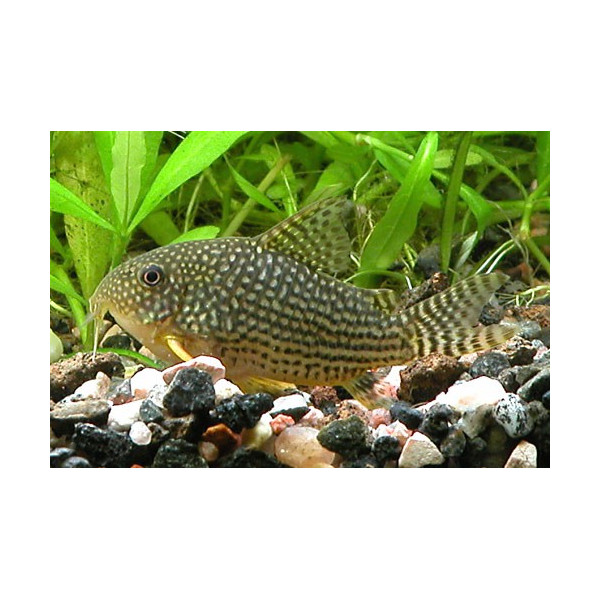 Corydora sterbai XXL