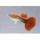 Guppy macho Blond Rainbow