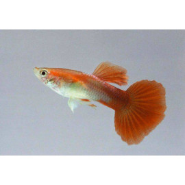 Guppy macho Blond Rainbow
