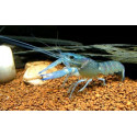 Cranc de riu CHERAX QUADRICARINATUS