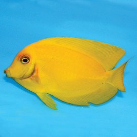 Acanthurus pyroferus heraldi M