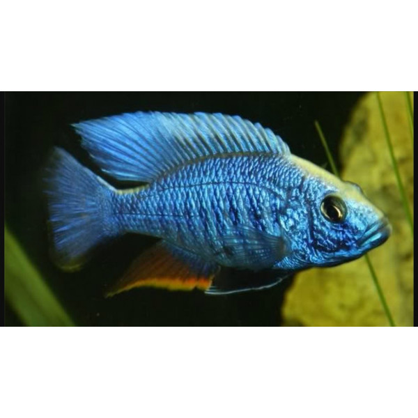 AULONOCARA ELECTRIC BLUE 5-6 CM