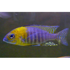 AULONOCARA YELLOW HEAD 6-7 CM