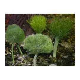 Shaving Brush Algae Penicillus capitatus